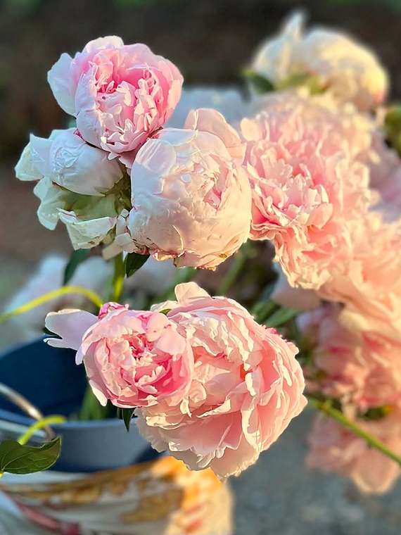 Soft pink garden peonies glowing in golden evening light