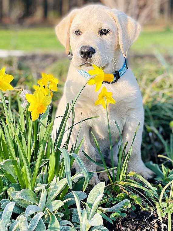 Ivan as a puppy, sitting among the daffodils