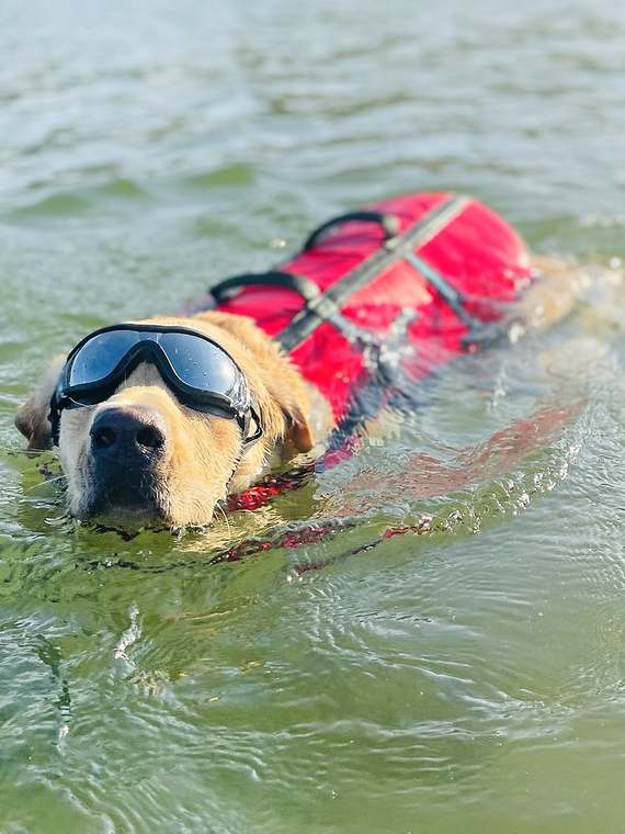 Ivan, our grown yellow Lab, swimming in his red life vest and goggles
